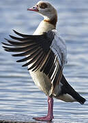 Egyptian Goose