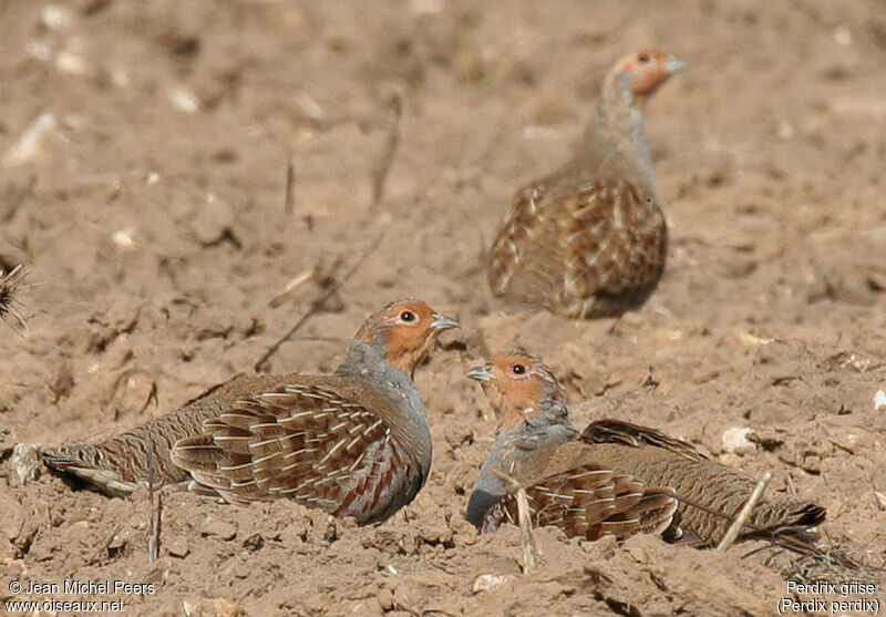 Grey Partridge