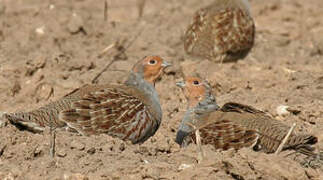 Grey Partridge