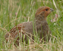 Grey Partridge