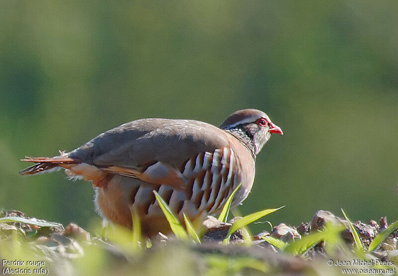 Red-legged Partridge