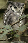 Northern White-faced Owl