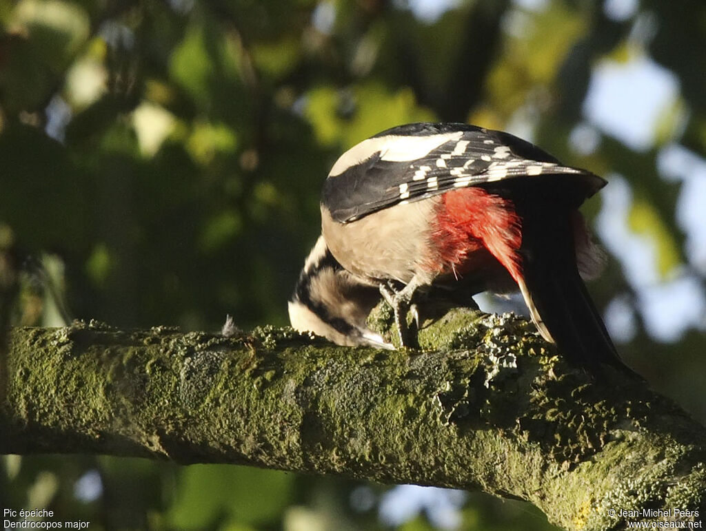 Great Spotted Woodpecker