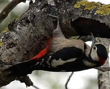 Great Spotted Woodpecker