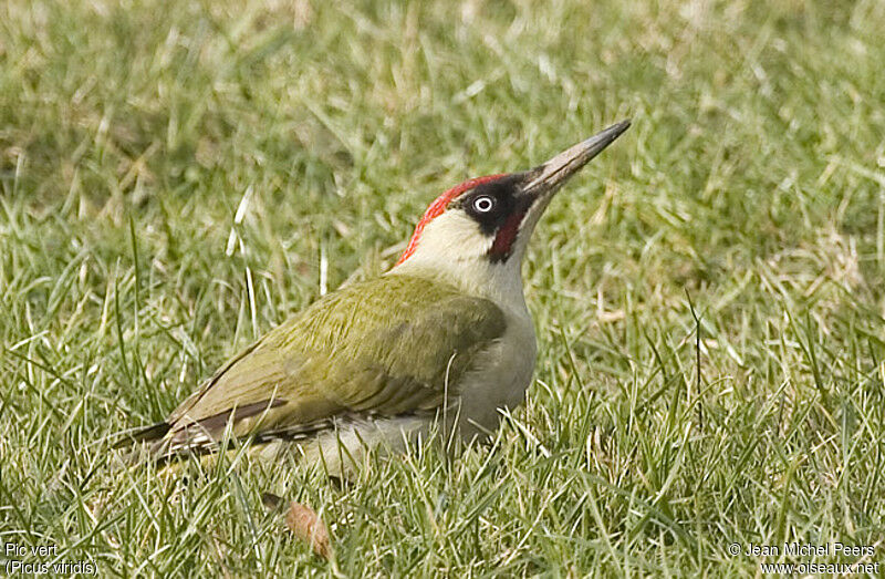 European Green Woodpecker male