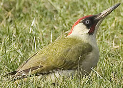 European Green Woodpecker