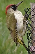 European Green Woodpecker