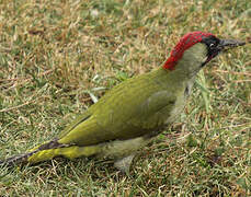 European Green Woodpecker