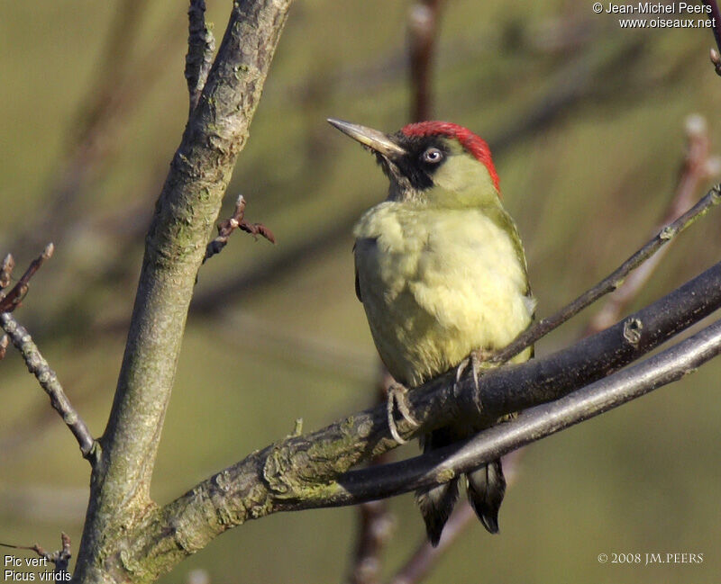 European Green Woodpecker male