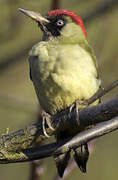 European Green Woodpecker