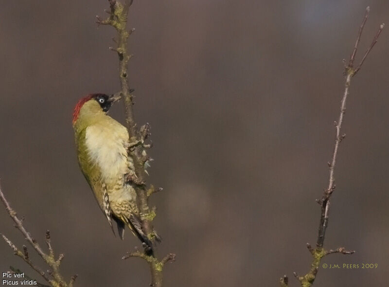 European Green Woodpeckeradult