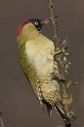 European Green Woodpecker