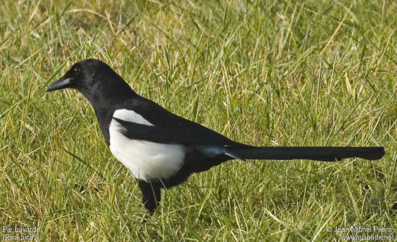 Eurasian Magpie