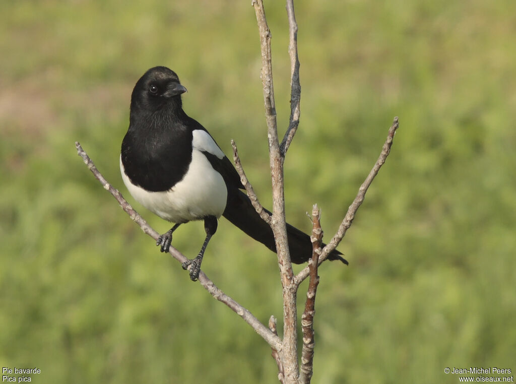 Eurasian Magpieadult