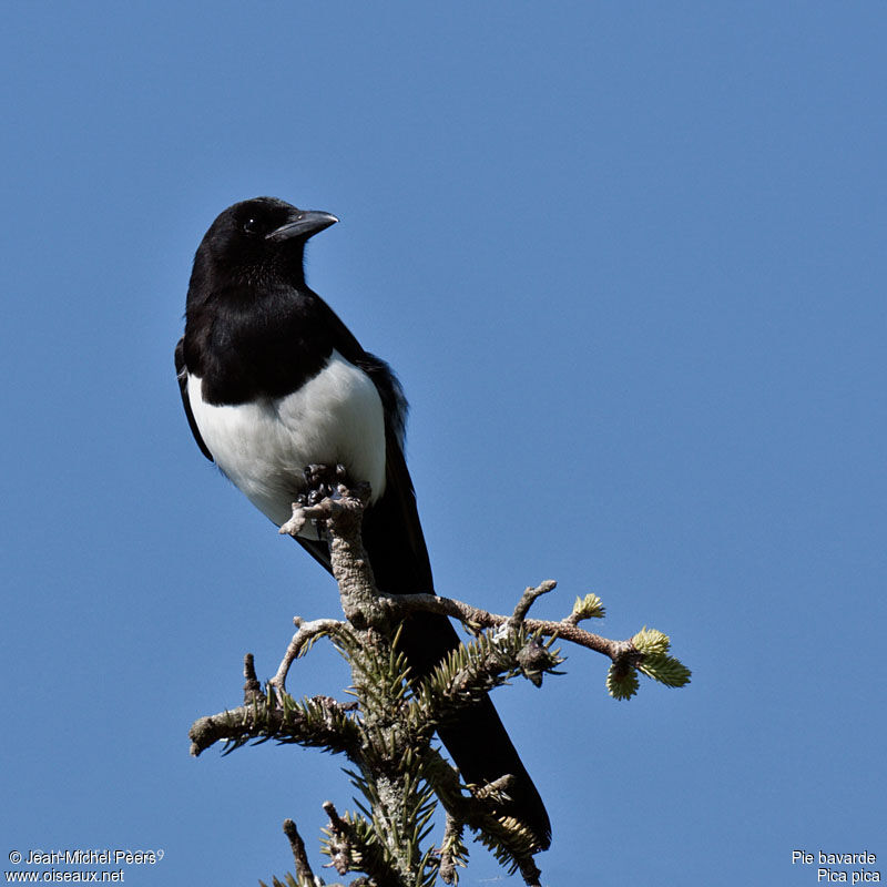 Eurasian Magpie