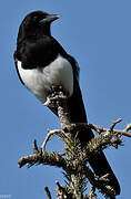 Eurasian Magpie