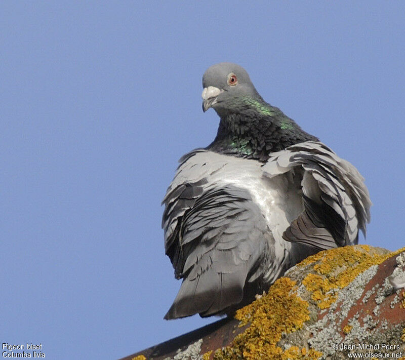 Pigeon bisetadulte