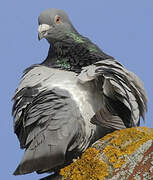 Rock Dove