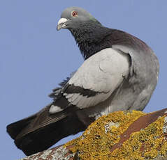 Pigeon biset