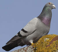 Pigeon biset