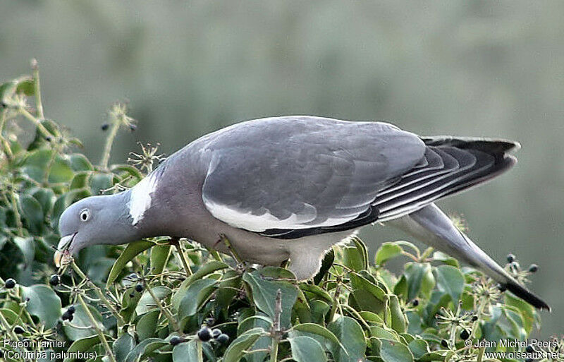 Pigeon ramier