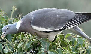 Common Wood Pigeon