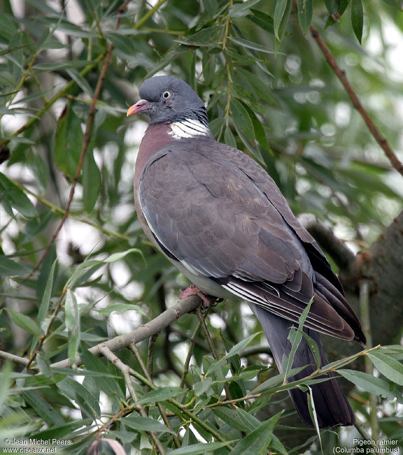 Pigeon ramier