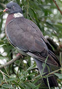 Common Wood Pigeon