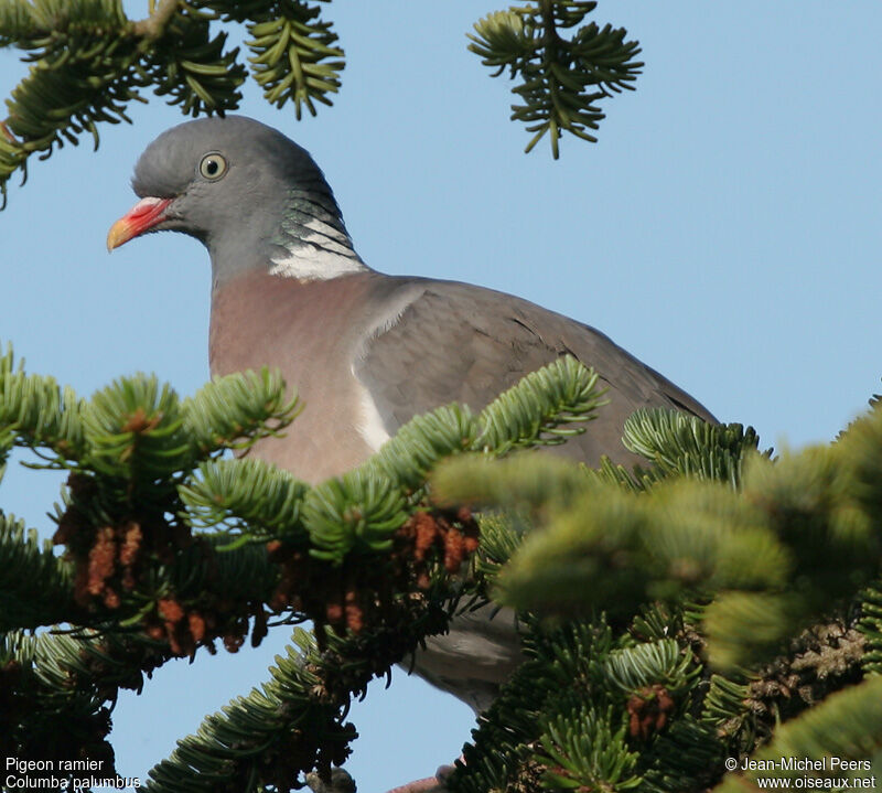 Common Wood Pigeon