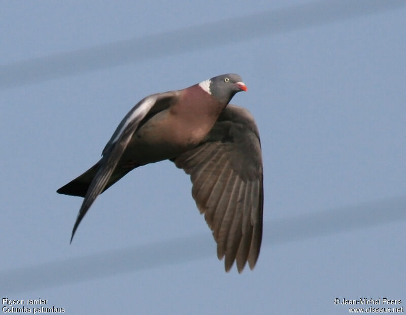 Common Wood Pigeon