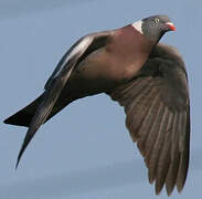 Common Wood Pigeon