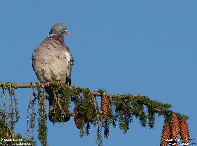 Pigeon ramier