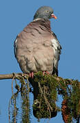 Common Wood Pigeon