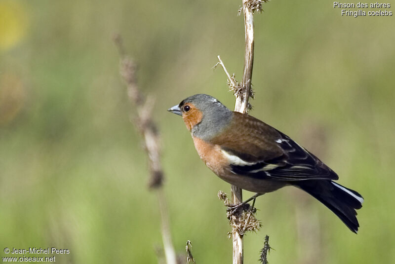 Eurasian Chaffinch male adult breeding