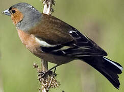 Eurasian Chaffinch