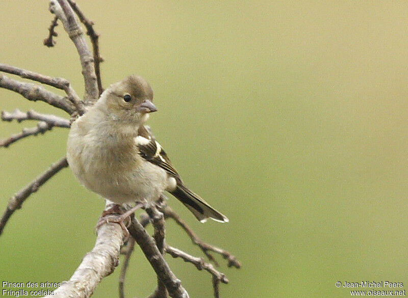 Eurasian Chaffinch female adult