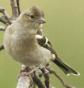 Eurasian Chaffinch