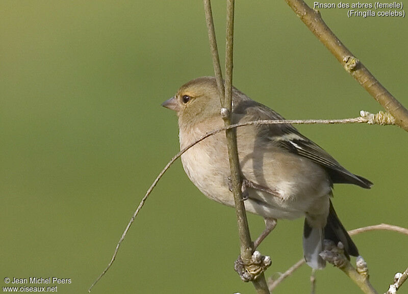 Eurasian Chaffinch female adult