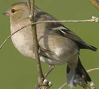 Eurasian Chaffinch