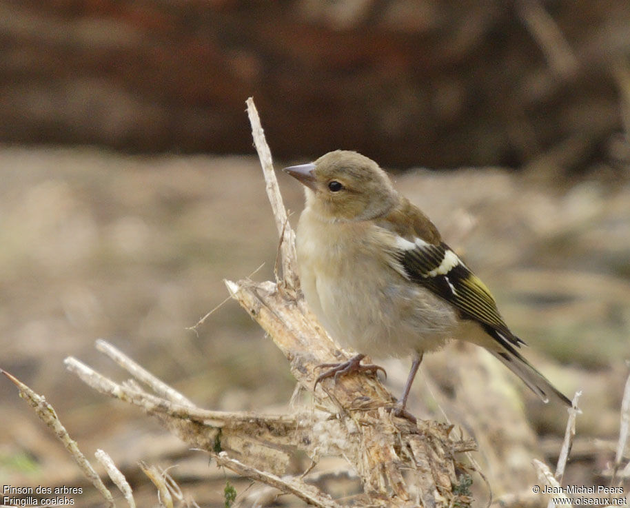 Eurasian Chaffinch female