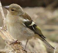 Common Chaffinch