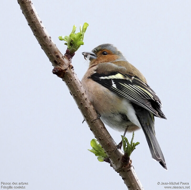 Common Chaffinch male adult