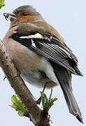 Eurasian Chaffinch