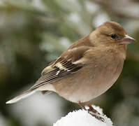 Eurasian Chaffinch