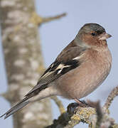 Common Chaffinch