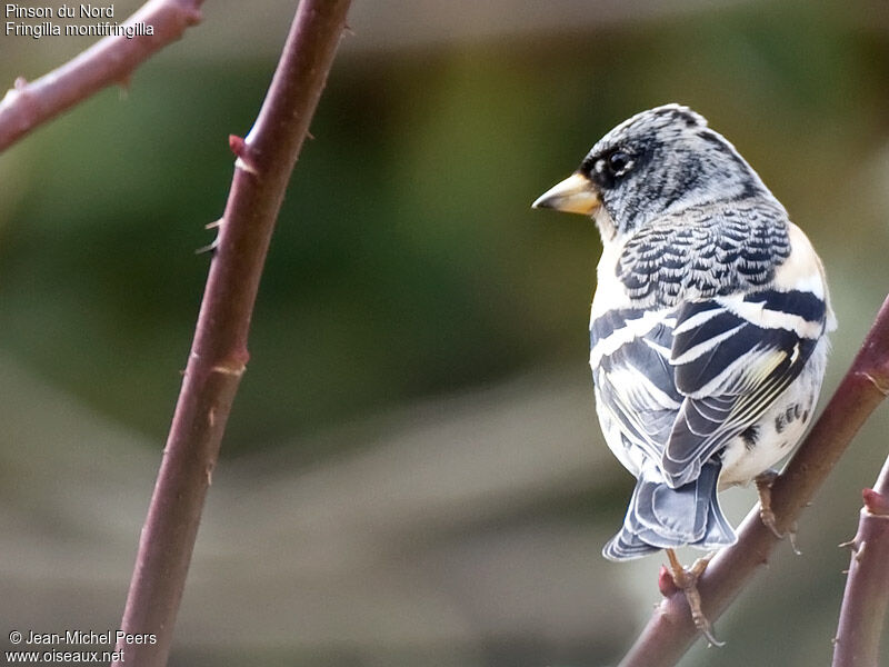 Brambling male adult