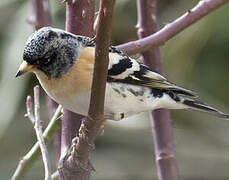 Brambling