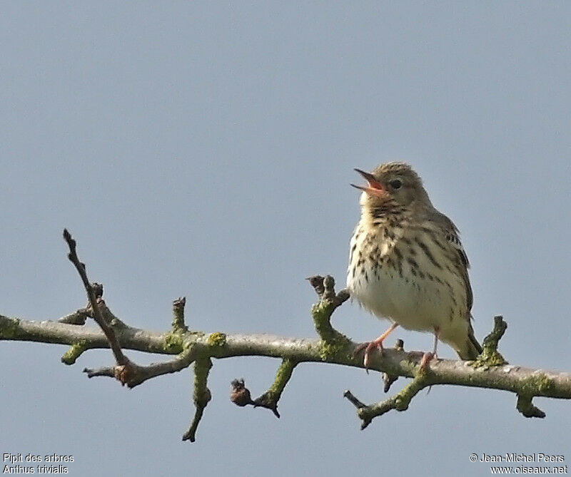 Tree Pipit