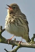 Pipit des arbres