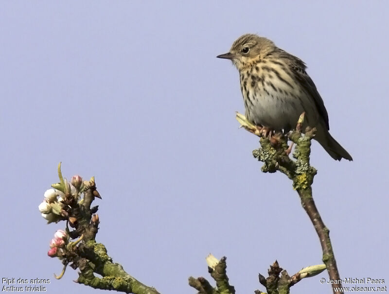 Tree Pipit, identification